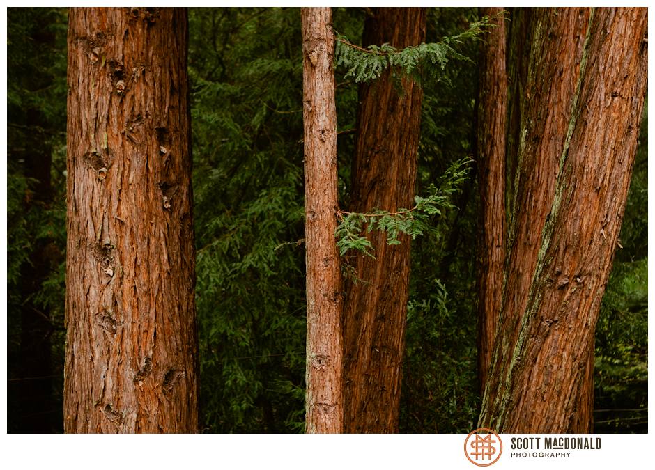 Big Sur redwoods